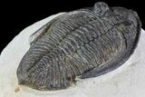Bargain, Zlichovaspis Trilobite - Atchana, Morocco #72888-4